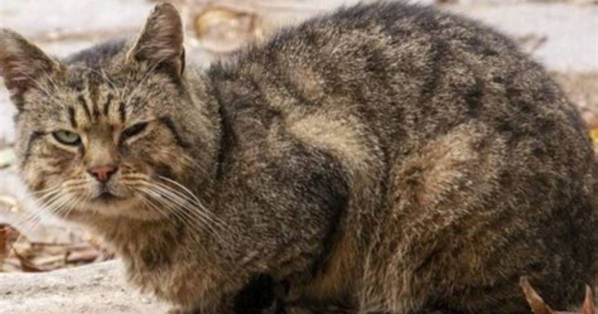 For a Stray Cat?
