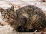 For a Stray Cat?