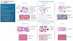 For Connective Tissue Proper?