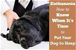 For Dog Put Down?