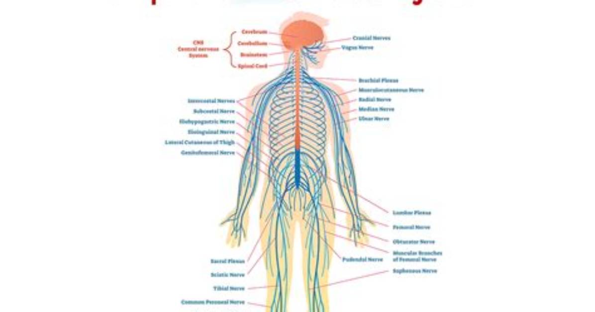 For Peripheral Nervous System?