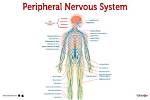 For Peripheral Nervous System?