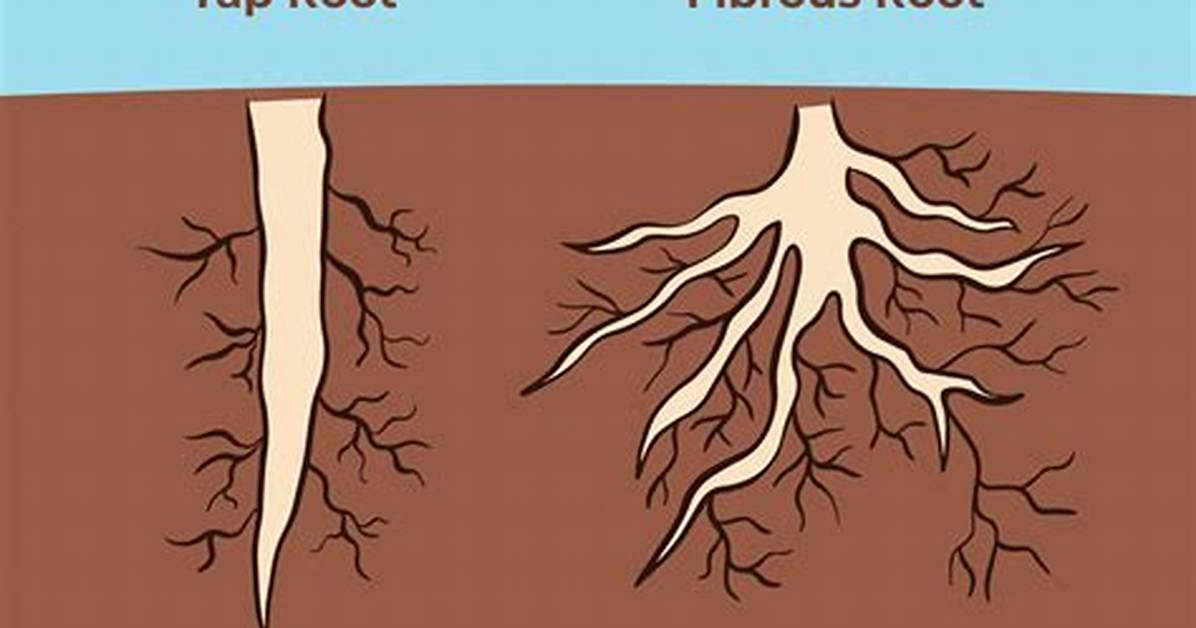 For Tap Root System?