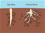 For Tap Root System?