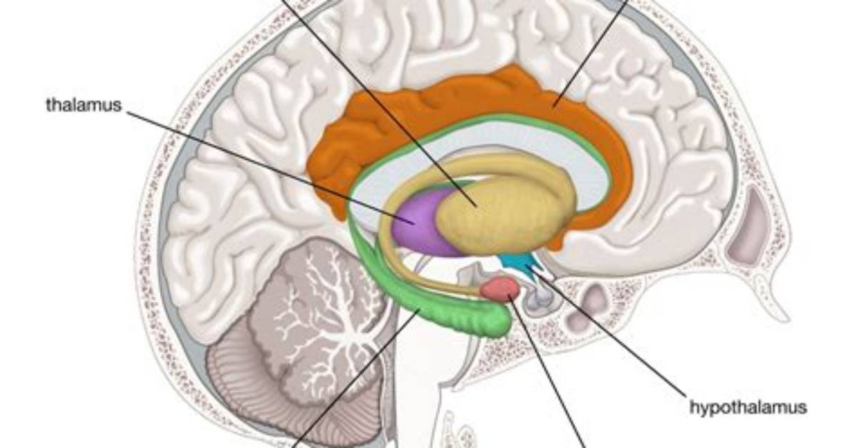 For the Limbic System?