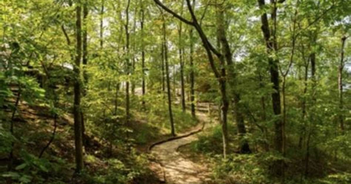 Forest Trails