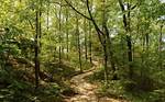 Forest Trails