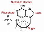 Formula for Nucleic Acids?