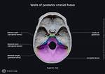 Fossa Anatomy Definition