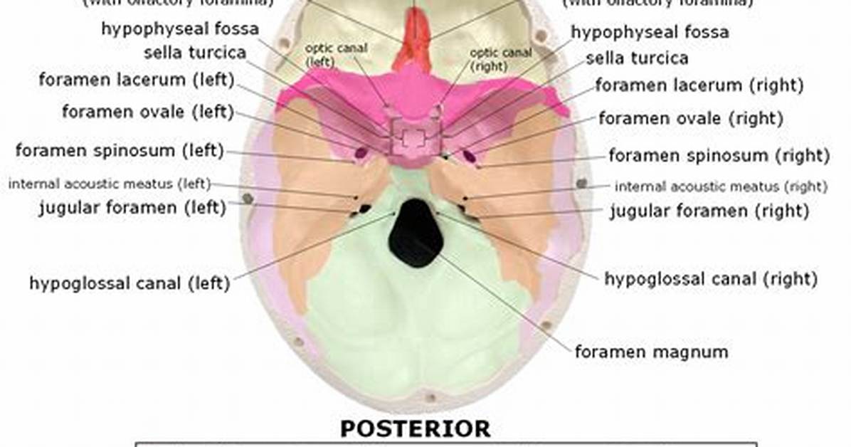 Fossa Bone