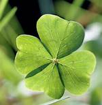 Four-___ Clover