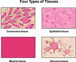 Four Primary Tissue Types