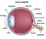 Fovea Centralis
