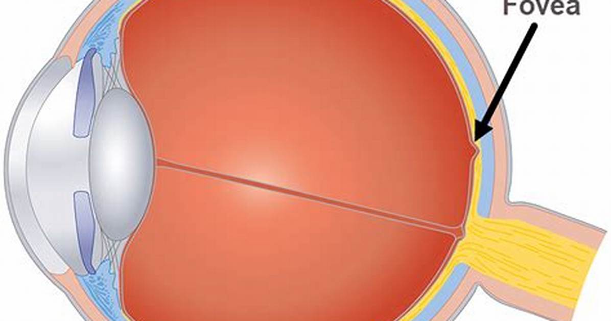 Fovea Function