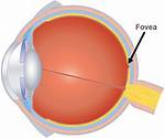 Fovea Function