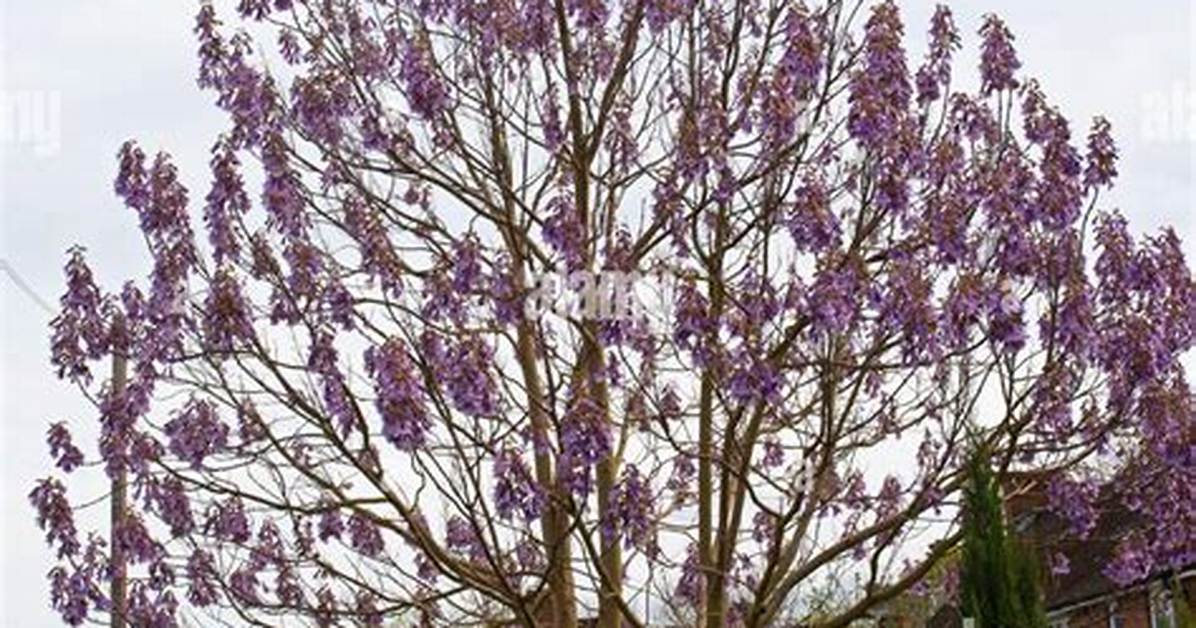 Foxglove Tree