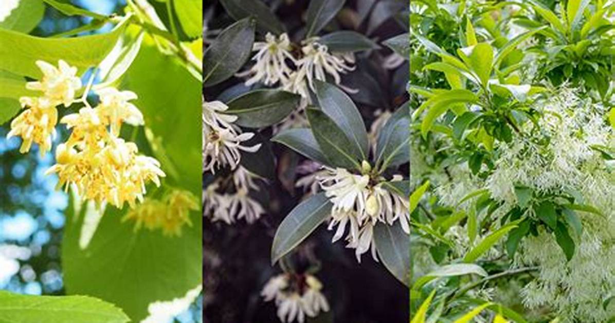 Fragrant Tree