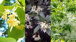 Fragrant Tree
