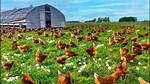 Free-___ Chicken