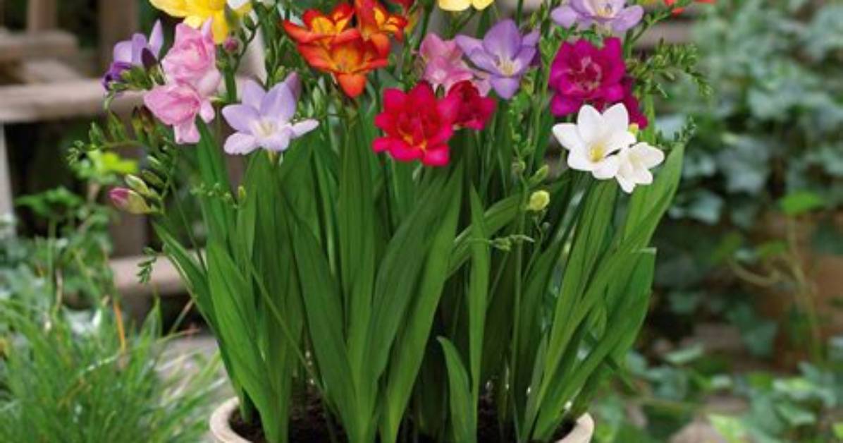 Freesia Bulbs