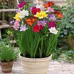Freesia Bulbs