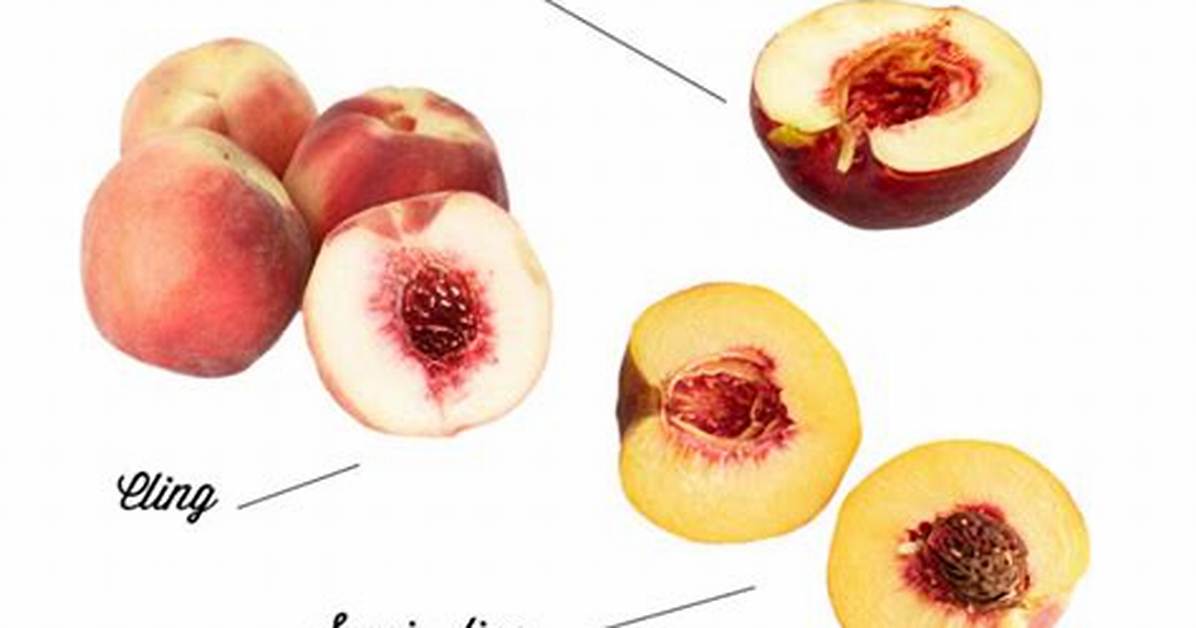 Freestone Peaches