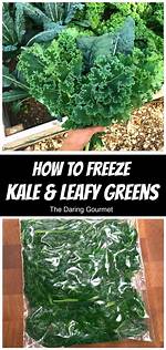 Freezing Kale