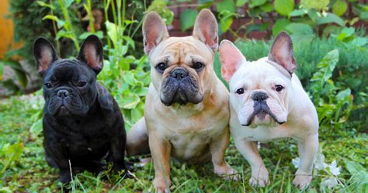 Frenchie