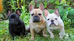 Frenchie