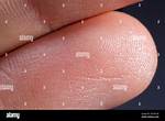 Friction Ridges