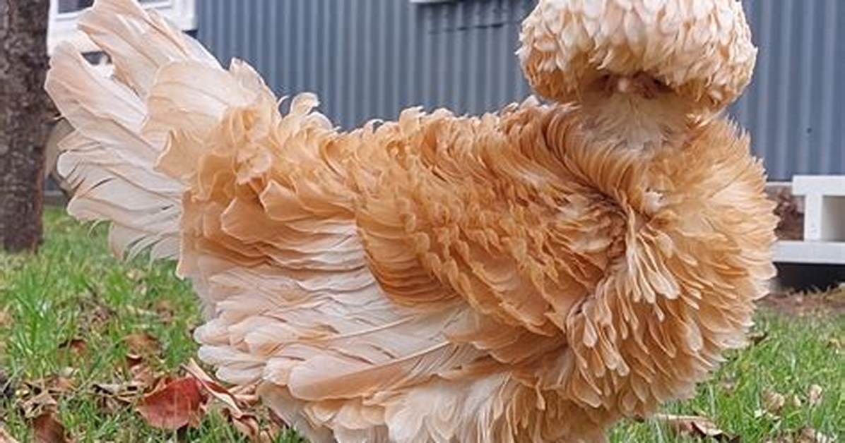 Frizzle Chickens