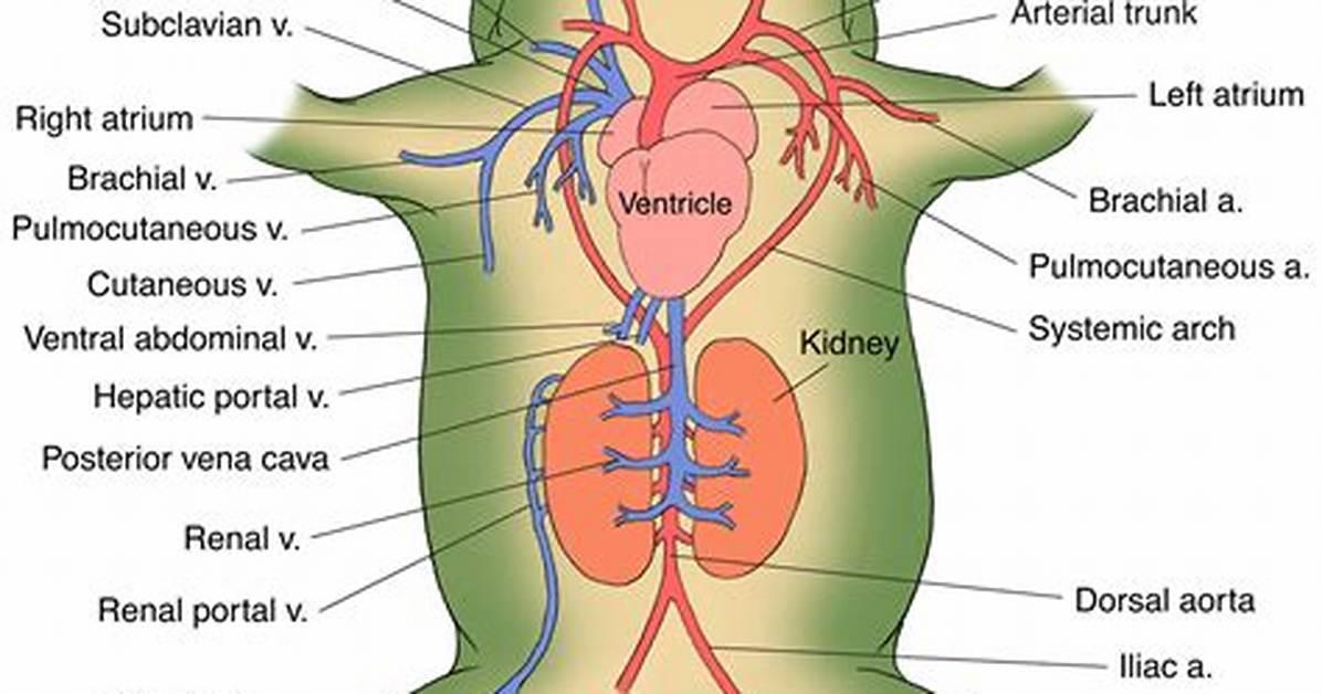 Frog Circulatory System