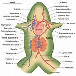 Frog Circulatory System