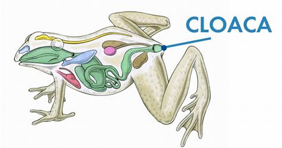 Frog Cloaca