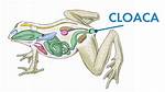 Frog Cloaca