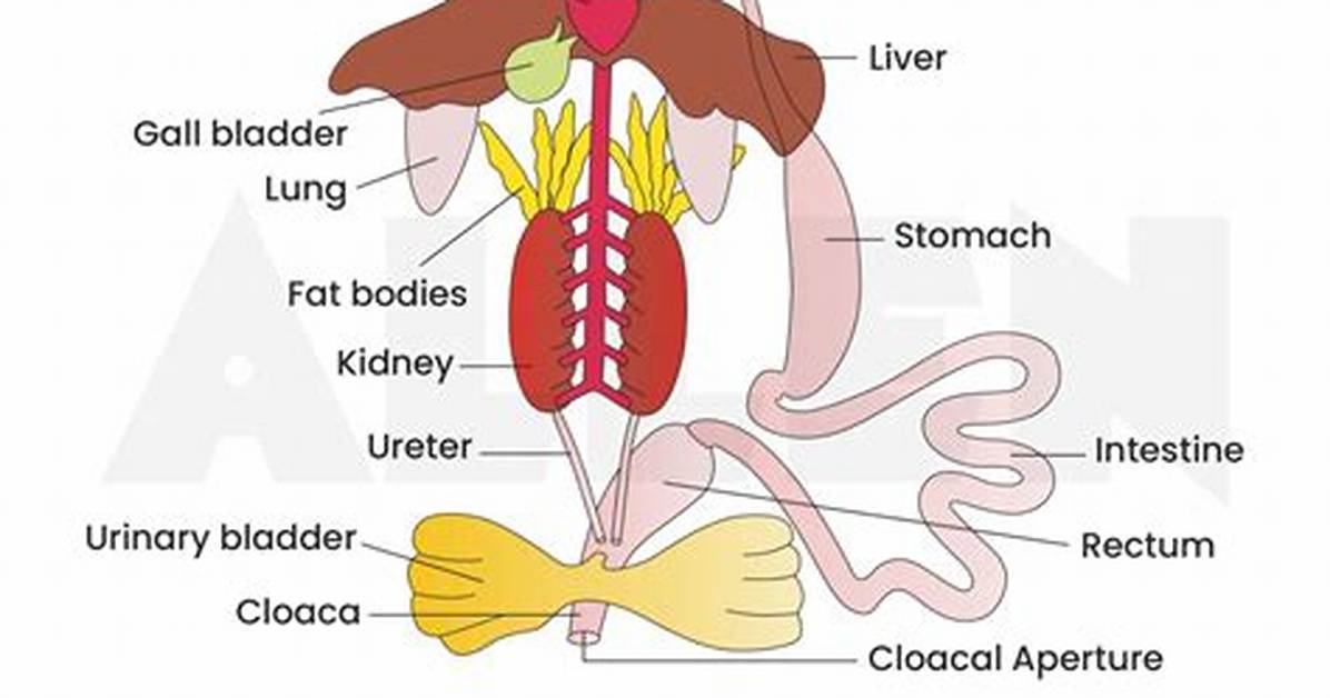 Frog Digestive System