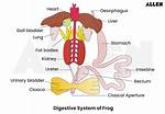 Frog Digestive System