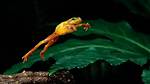 Frog's Jump
