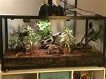 Frog Terrarium