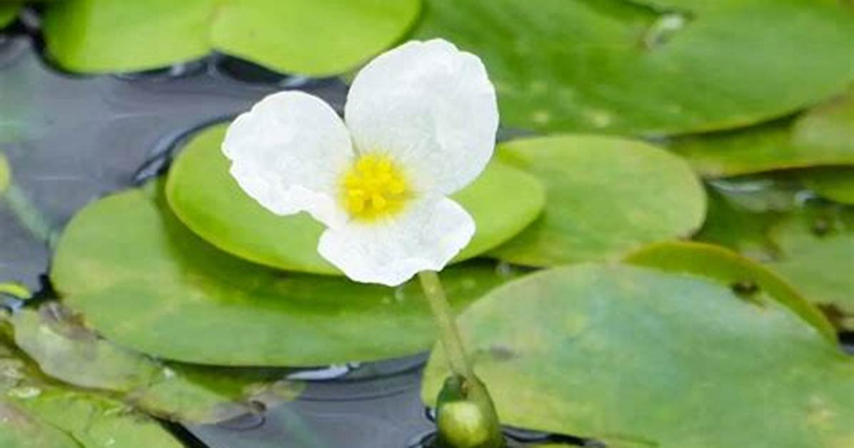 Frogbit Plant