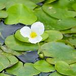 Frogbit Plant