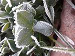 Frost-Covered