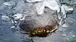 Frozen Alligator