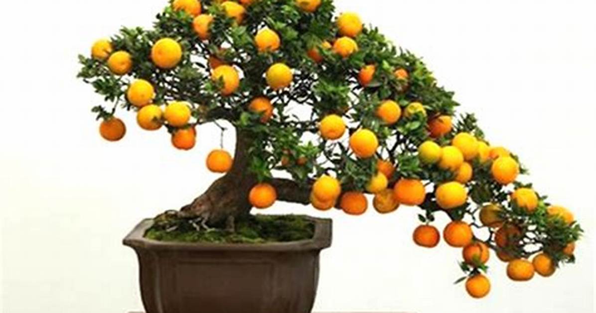 Fruit Bonsai Tree
