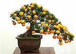 Fruit Bonsai Tree