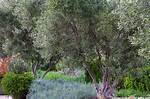 Fruitless Olive Trees