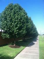 Fruitless Pear Tree