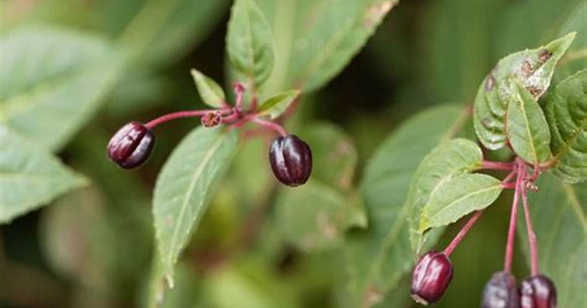Fuchsia Seed