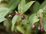 Fuchsia Seed