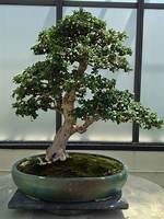 Fukien Tea Tree